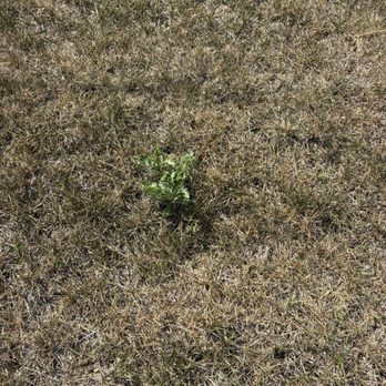 TruGreen Lawn Care - Weeds - Tree Services Near Me - Indianapolis, Indiana TruGreen Lawn Care - Weeds - Tree Services Near Me - Indianapolis, Indiana
