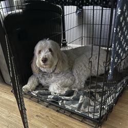 Be Free Dog Training - Annabelle