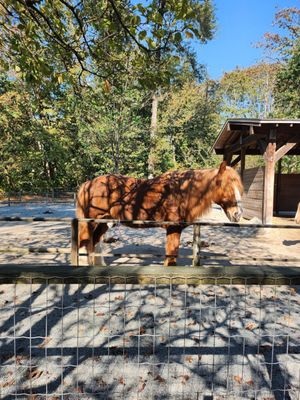 Maplewood Farm by null