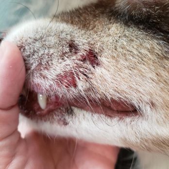 Granite Bay Kennel - Puncture wounds at pick up - Pet Sitting Near Me - Granite Bay, California Granite Bay Kennel - Puncture wounds at pick up - Pet Sitting Near Me - Granite Bay, California