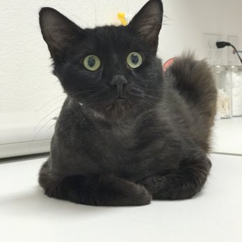 Placer SPCA - Binx (formerly known as Cicero) at his first Vet appointment as our new family member. He was scrawny, patchy, and skittish. - Animal Shelters Near Me - Roseville, California Placer SPCA - Binx (formerly known as Cicero) at his first Vet appointment as our new family member. He was scrawny, patchy, and skittish. - Animal Shelters Near Me - Roseville, California