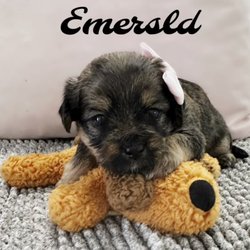 Tiny Puppies World