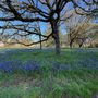 Photo of Bush's Pasture Park