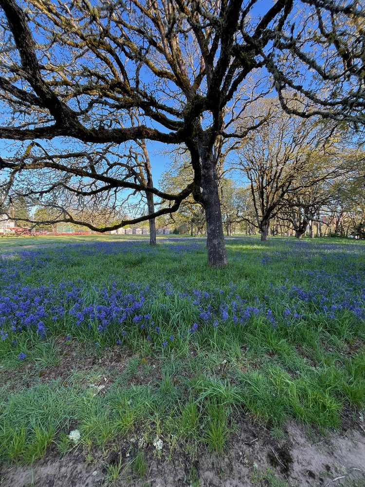 Social spots from Bush's Pasture Park