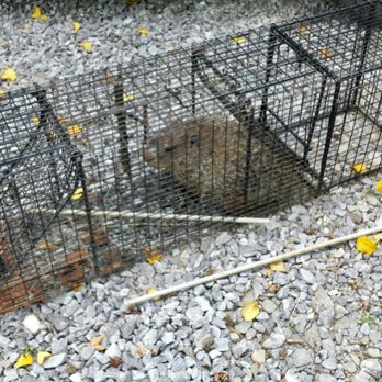 N & J Trapping - Ground hog trapping/ removal. - Wildlife Control Near Me - Dalton, Georgia N & J Trapping - Ground hog trapping/ removal. - Wildlife Control Near Me - Dalton, Georgia
