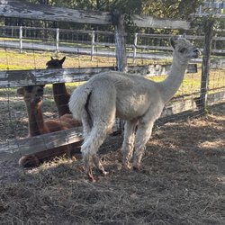 Nana's pacas