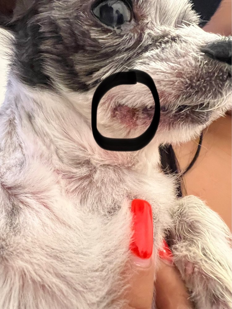 PET PARADISE GROOMING SALON Updated October 2024 11 Photos & 27