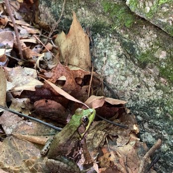 Mianus River Gorge - Frog - Hiking Near Me - Bedford, New York