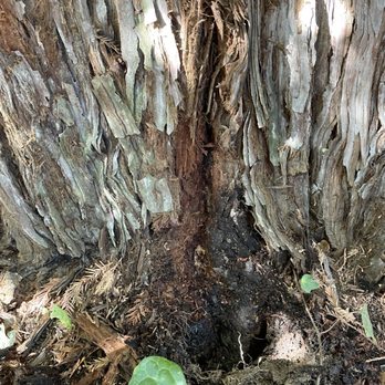 Local Drain Cleaning Specialists - Water pouring out of our 80 foot tree - Plumbing Near Me