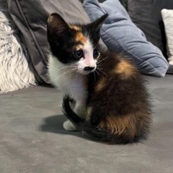 Too Cute Kitten Rescue - Willow from Too Cute Kitten Rescue