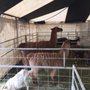 Photo of Carman County Fair