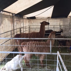 Carman County Fair - Petting area - llamas