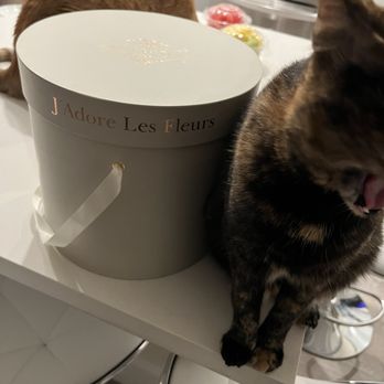 J'Adore Les Fleurs - Cats love ADORE FLOWER BASE! - Florists Near Me - Hollywood, Florida J'Adore Les Fleurs - Cats love ADORE FLOWER BASE! - Florists Near Me - Hollywood, Florida