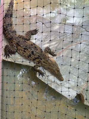 Croco Cun Zoo by null