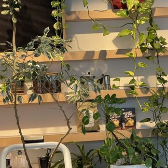 Athena Greek Cafe - More plants on the shelf - Bakeries Near Me - Edison, New Jersey