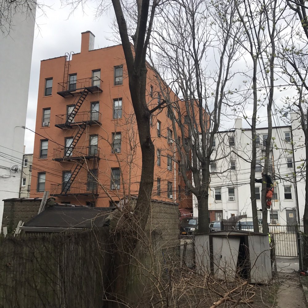 Tarzan Tree Removal - Tree Services Near Me Tarzan Tree Removal - Tree Services Near Me