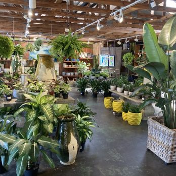 Apenberry's Garden - Inside selection of plants - Home Decor Near Me - Orlando, Florida Apenberry's Garden - Inside selection of plants - Home Decor Near Me - Orlando, Florida