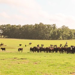 NC Beef and Seafood Market