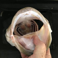 Acworth Shad Shack - Bass of all shapes and sizes love live bait. Come stock up and let the adventures begin