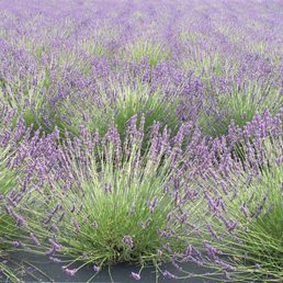 Beautiful rows of Lavender
