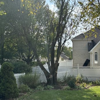 Pro Tree Service - Tree to be cut down - Tree Services Near Me - Mokena, Illinois