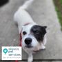 Photo of Alissa's Pet Services
