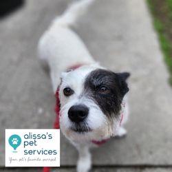 Alissa's Pet Services