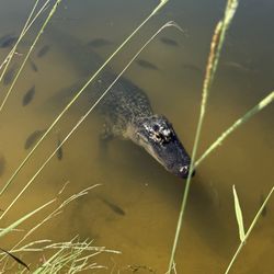 Eufaula National Wildlife Refuge - Gator
