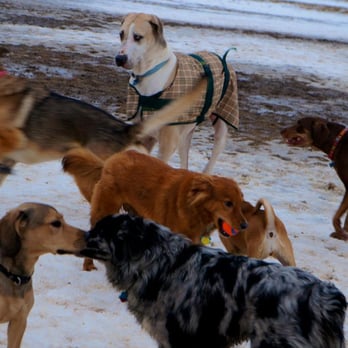Swift Run Dog Park - Dog Parks Near Me - Ann Arbor, Michigan Swift Run Dog Park - Dog Parks Near Me - Ann Arbor, Michigan