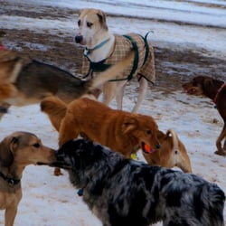 Swift Run Dog Park