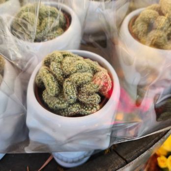 Trader Joe's - Trader Joe's - Brain Cactus in Skull Planter - Grocery Near Me - Sunnyvale, California