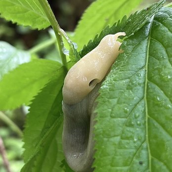 Alaska Rainforest Sanctuary - Just one of the many adorable banana slugs thriving in this rainforest. Look for these throughout your tour on a rainy day:) - Tours Near Me - Ketchikan, Alaska Alaska Rainforest Sanctuary - Just one of the many adorable banana slugs thriving in this rainforest. Look for these throughout your tour on a rainy day:) - Tours Near Me - Ketchikan, Alaska
