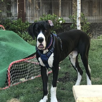 DOG SOUL - Updated December 2025 - 909 Photos & 65 Reviews - 39