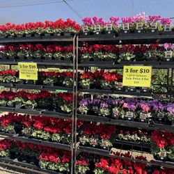 Frantz Garden Center