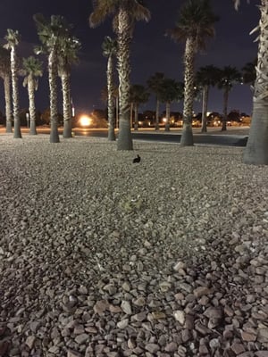 College of Southern Nevada by null