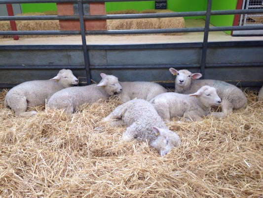 Cotswold Farm Park by null