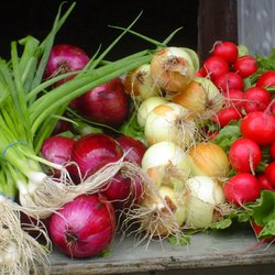 Putnam Valley Farmers Market - FRESH VEGETABLES