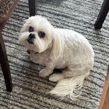 Well Groomed Pets - Pet Groomers Near Me - Fort Worth, Texas