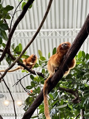 Roger Williams Park Zoo by null