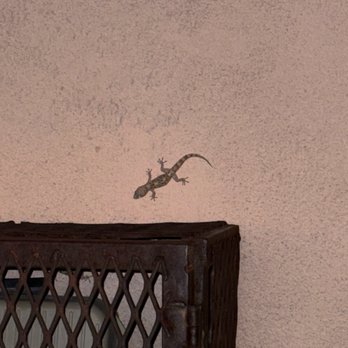 Bat Cave - Lizard - Hiking Near Me - Phoenix, Arizona