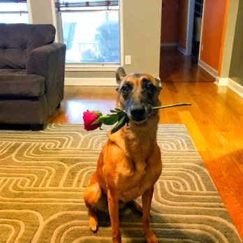 Sit Means Sit Buffalo - Pet Training Near Me Sit Means Sit Buffalo - Pet Training Near Me