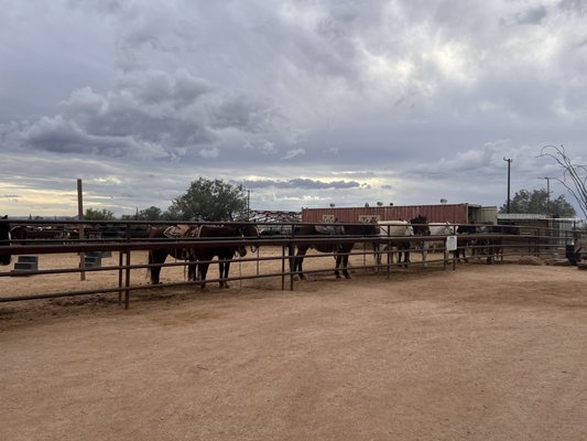 MacDonald's Ranch by null