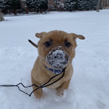 Rocky Mountain Puppy Rescue - Animal Shelters Near Me