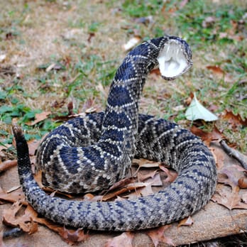Wildcat Taxidermy - Rattlesnake - Taxidermy Near Me - Boyce, Virginia Wildcat Taxidermy - Rattlesnake - Taxidermy Near Me - Boyce, Virginia