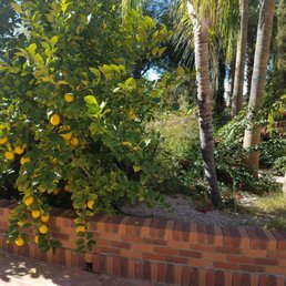Lemons ready to be harvested.