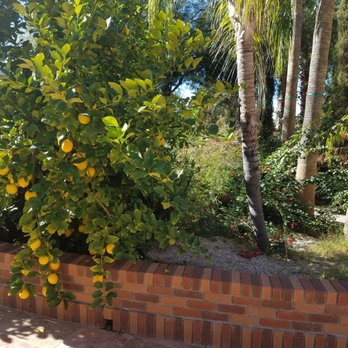 St Anthony Orthodox Monastery - Lemons ready to be harvested. - Churches Near Me - Florence, Arizona