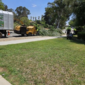 Ayala's Tree Service - Feeding the Wood Chipper - Tree Services Near Me Ayala's Tree Service - Feeding the Wood Chipper - Tree Services Near Me