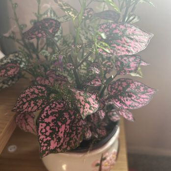 Foothill Nursery - Nurseries & Gardening Near Me - Sylmar, California