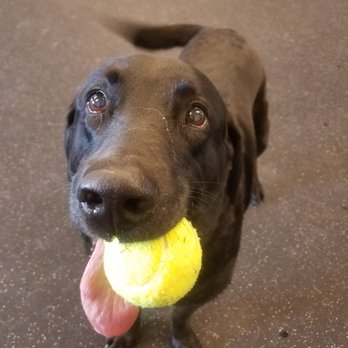 Paws & Relax - Pet Boarding Near Me - Spearfish, South Dakota