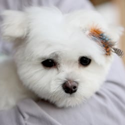 All Fur Pooch